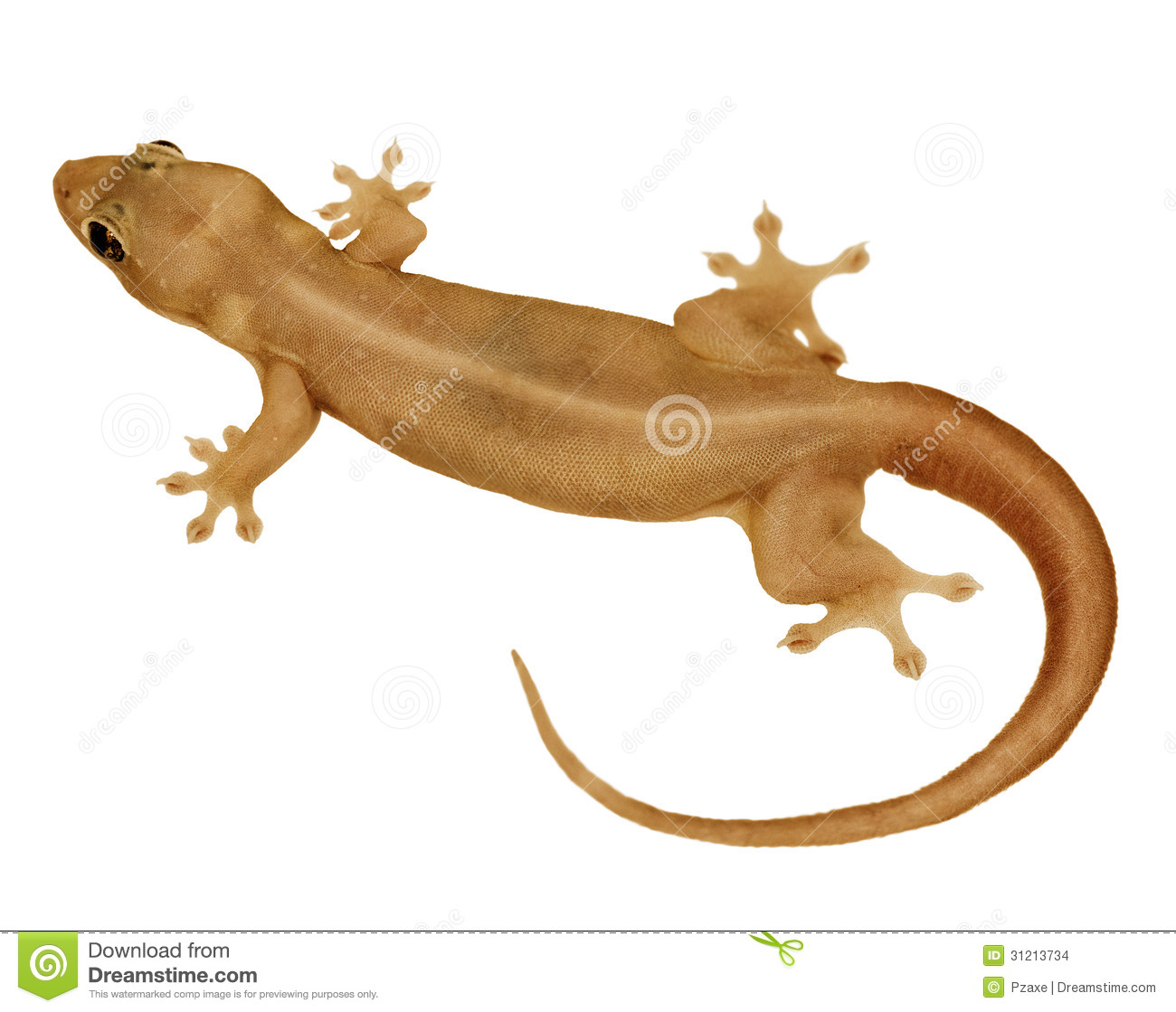 Detail Lizard Pic Nomer 38