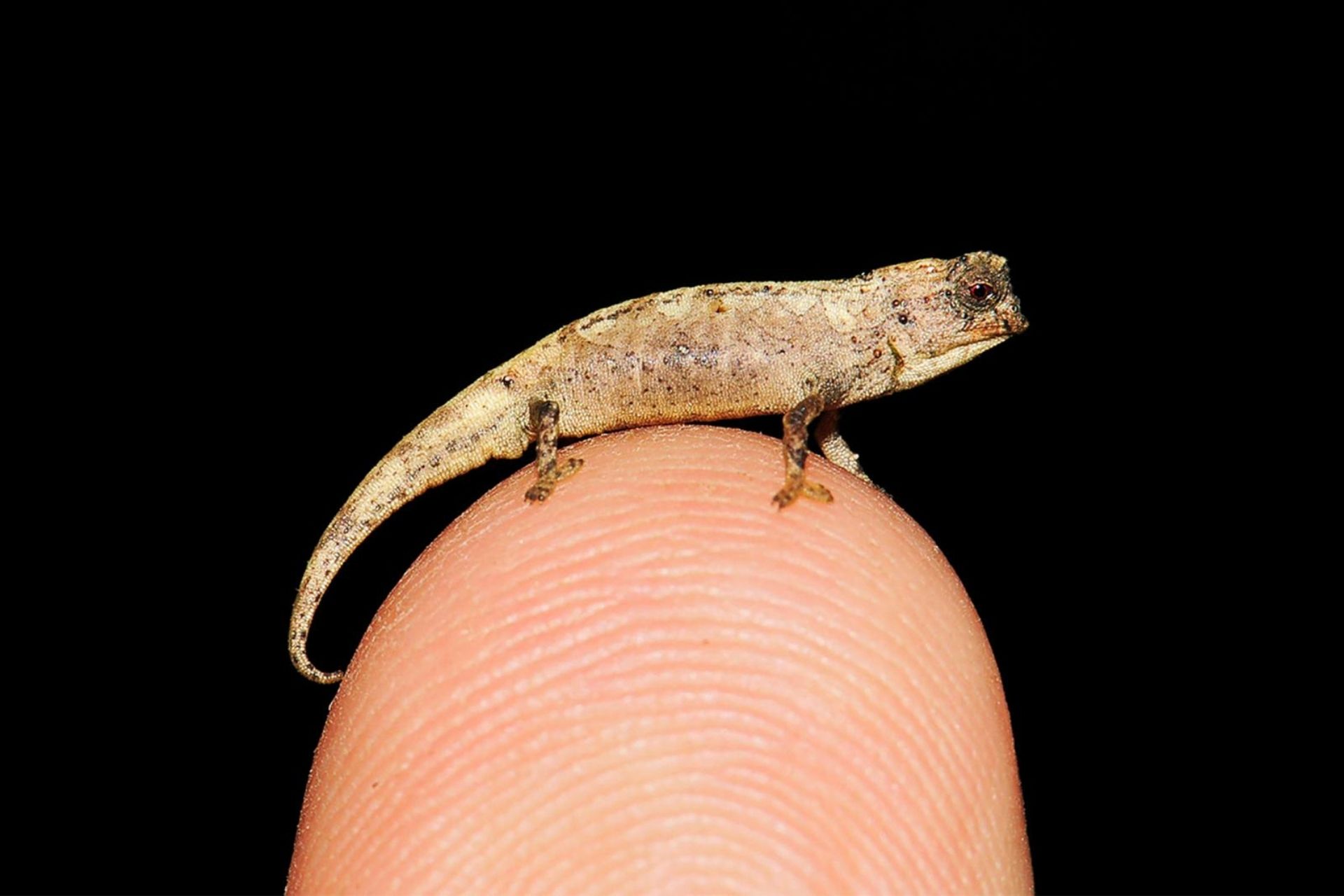 Detail Lizard Pic Nomer 39