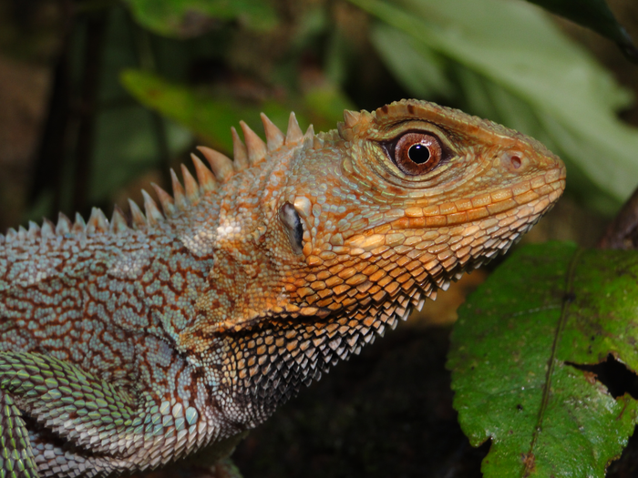 Detail Lizard Pic Nomer 42