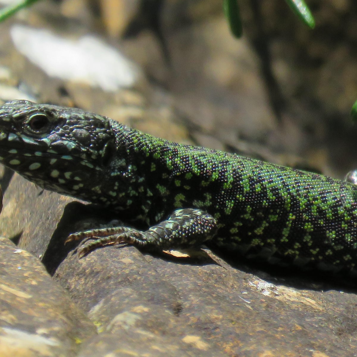 Detail Lizard Pic Nomer 43