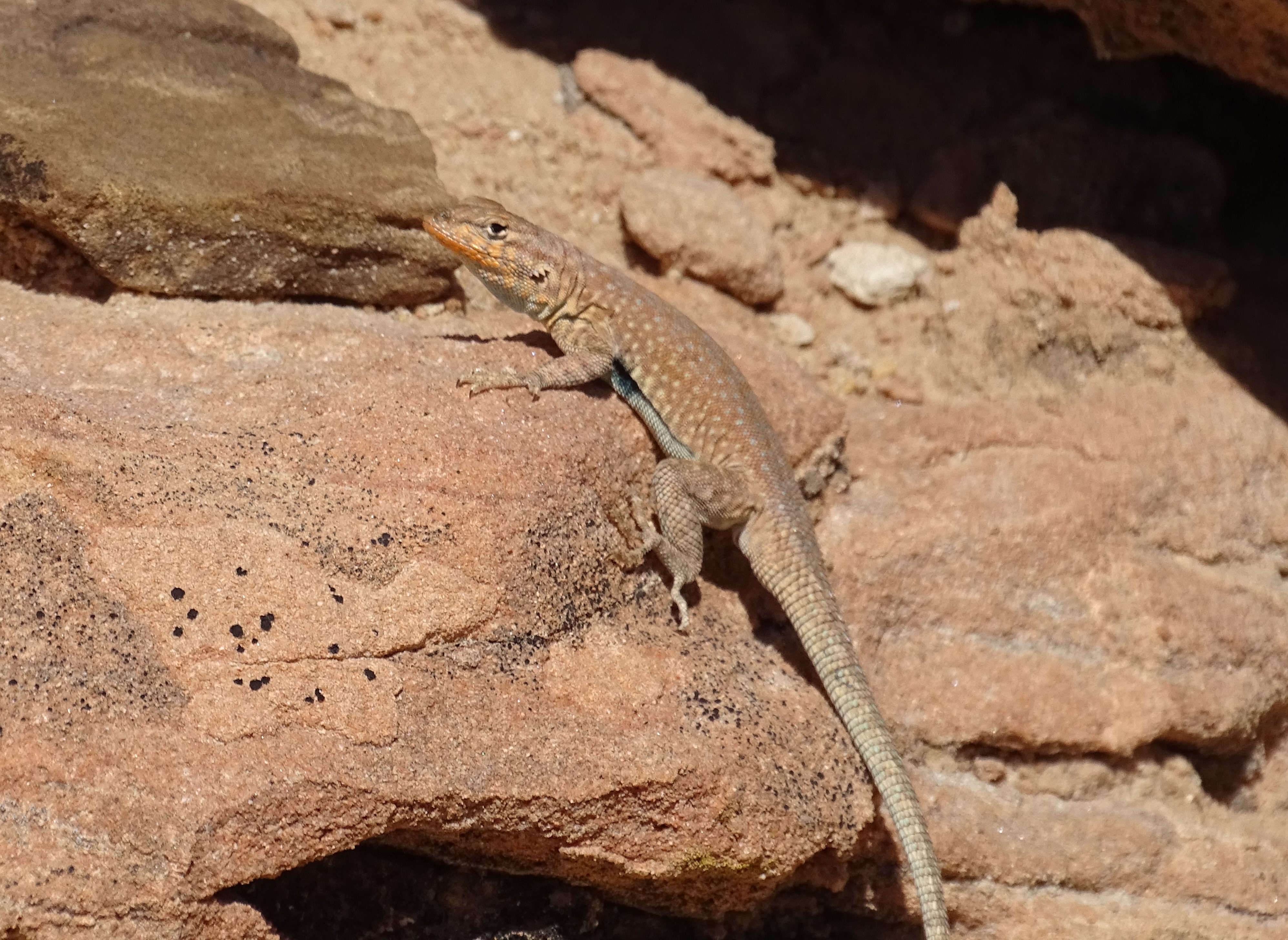 Detail Lizard Pic Nomer 44