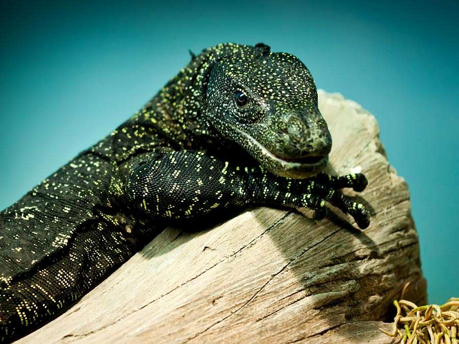 Detail Lizard Pic Nomer 45