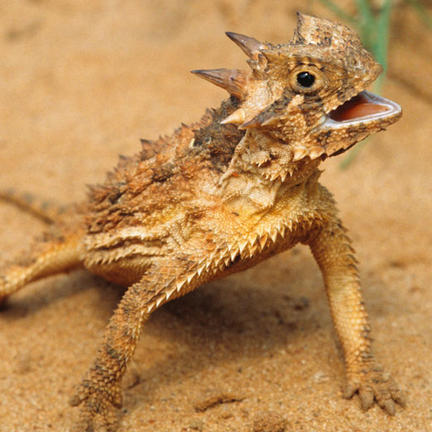 Detail Lizard Pic Nomer 47