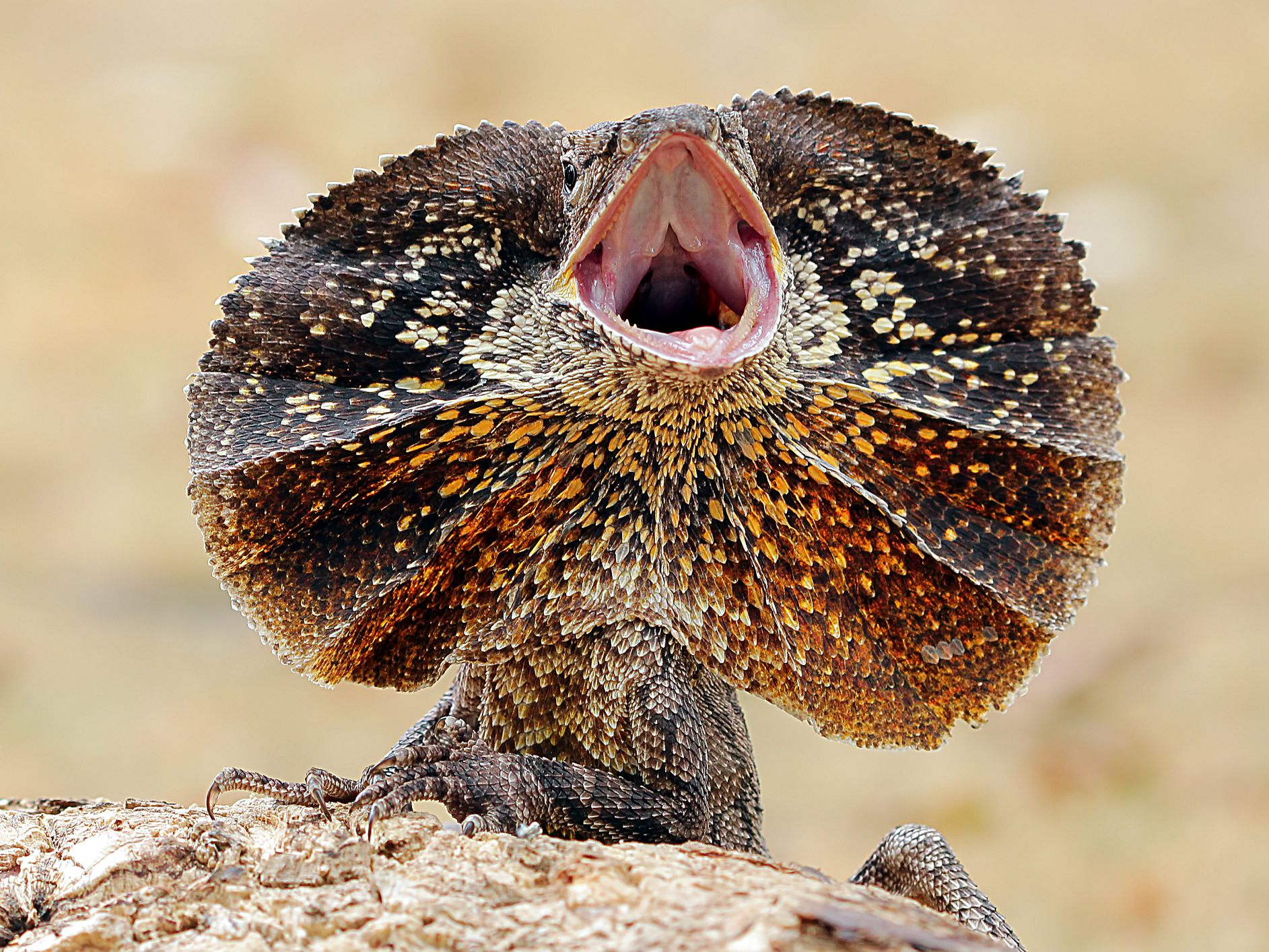 Detail Lizard Pic Nomer 48