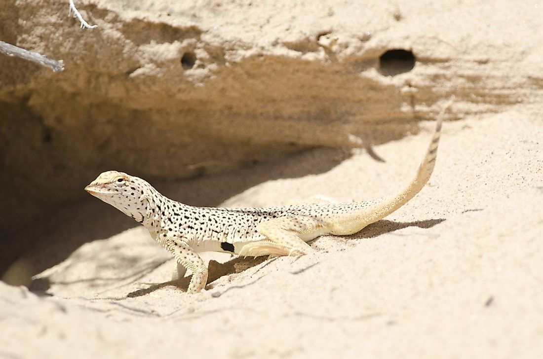 Detail Lizard Pic Nomer 49