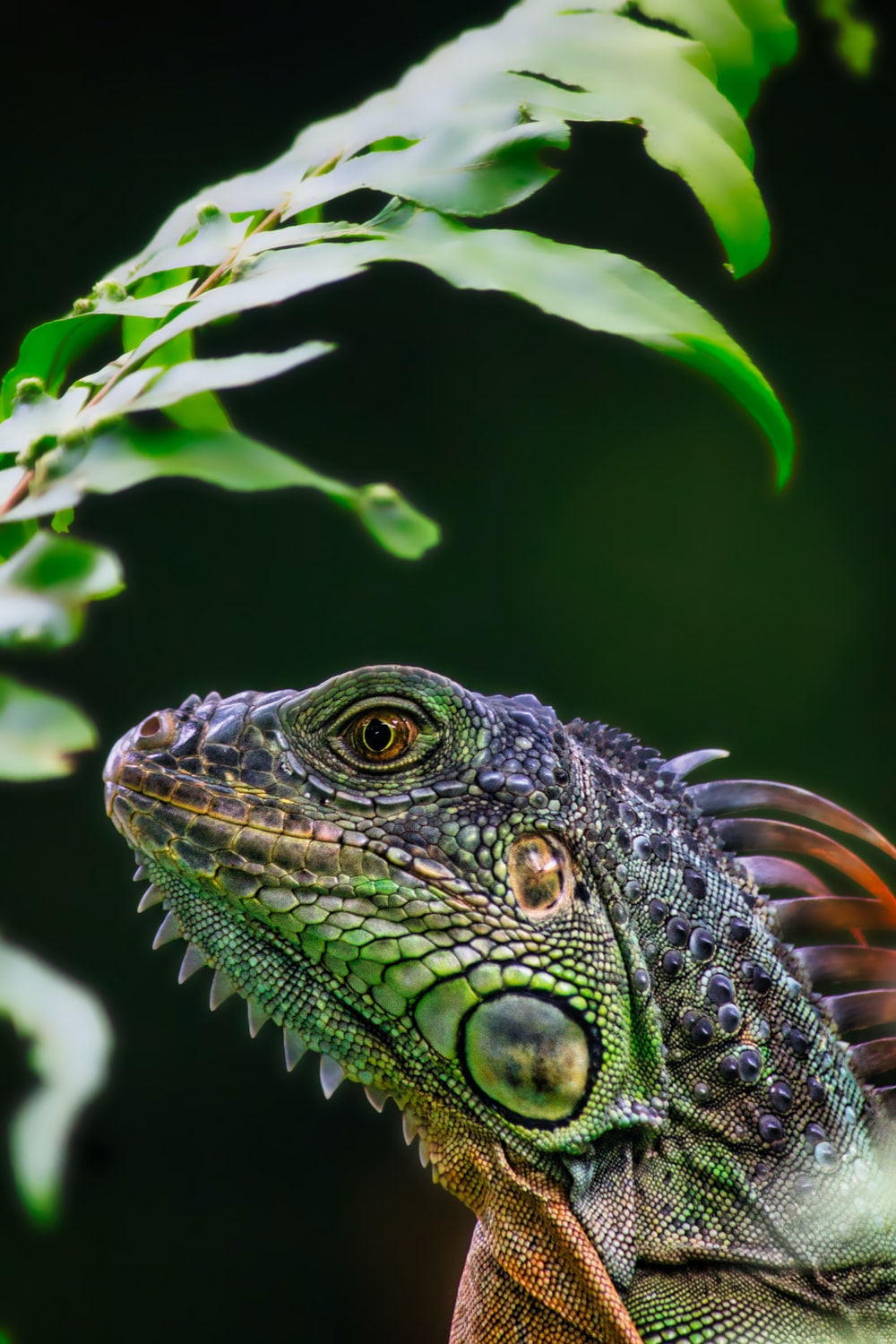 Detail Lizard Pic Nomer 51
