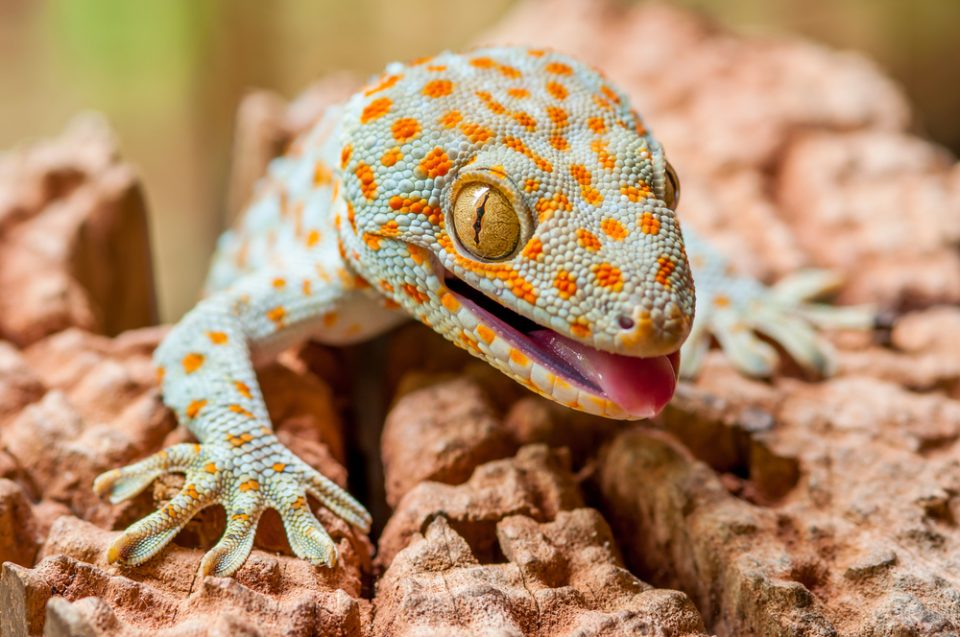 Detail Lizard Pic Nomer 53
