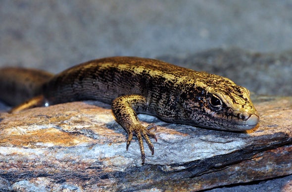 Detail Lizard Pic Nomer 54