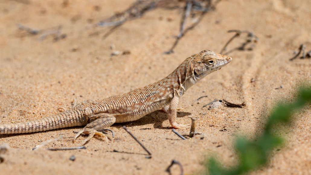 Detail Lizard Pic Nomer 55