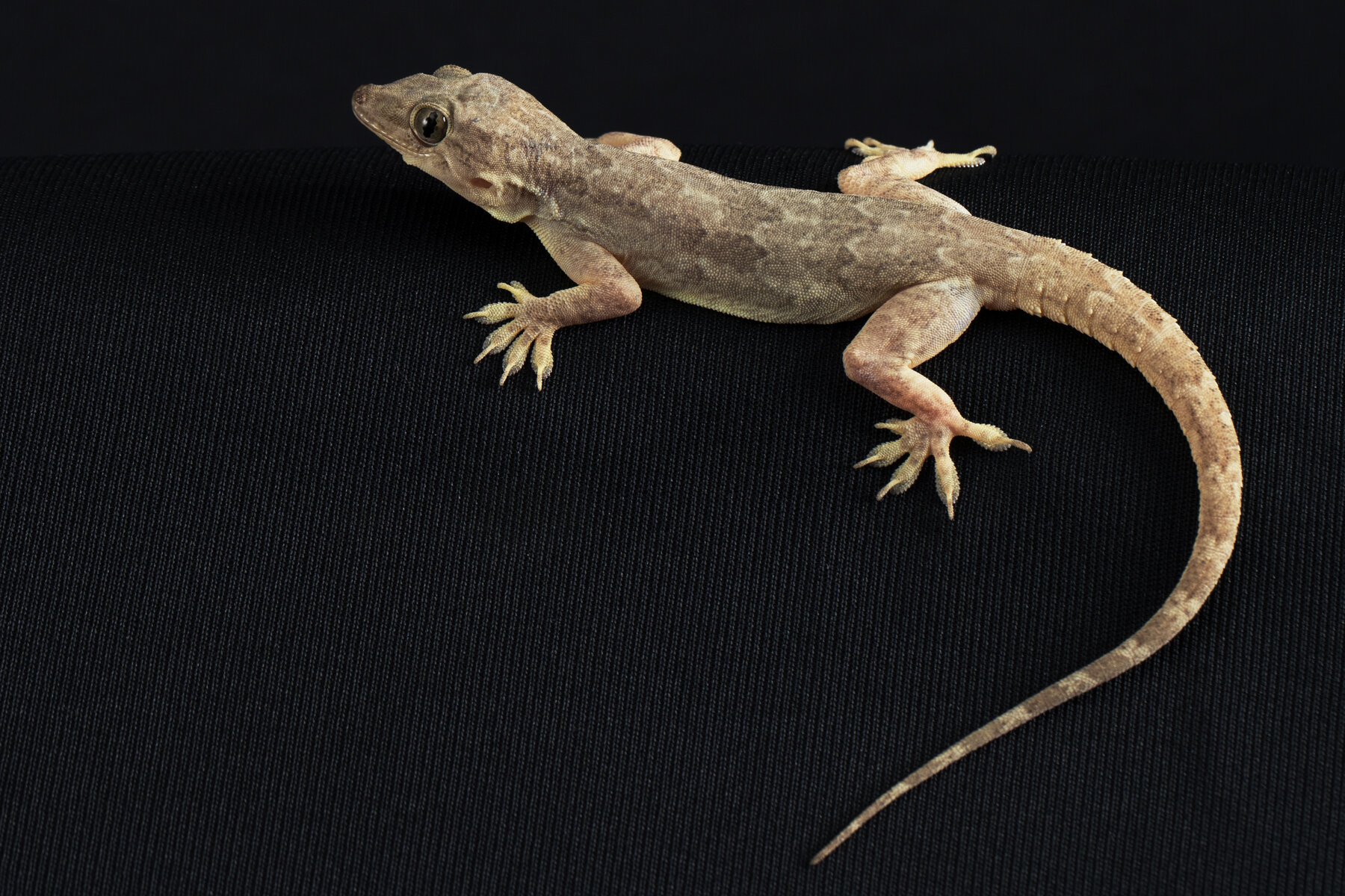 Detail Lizard Pic Nomer 5