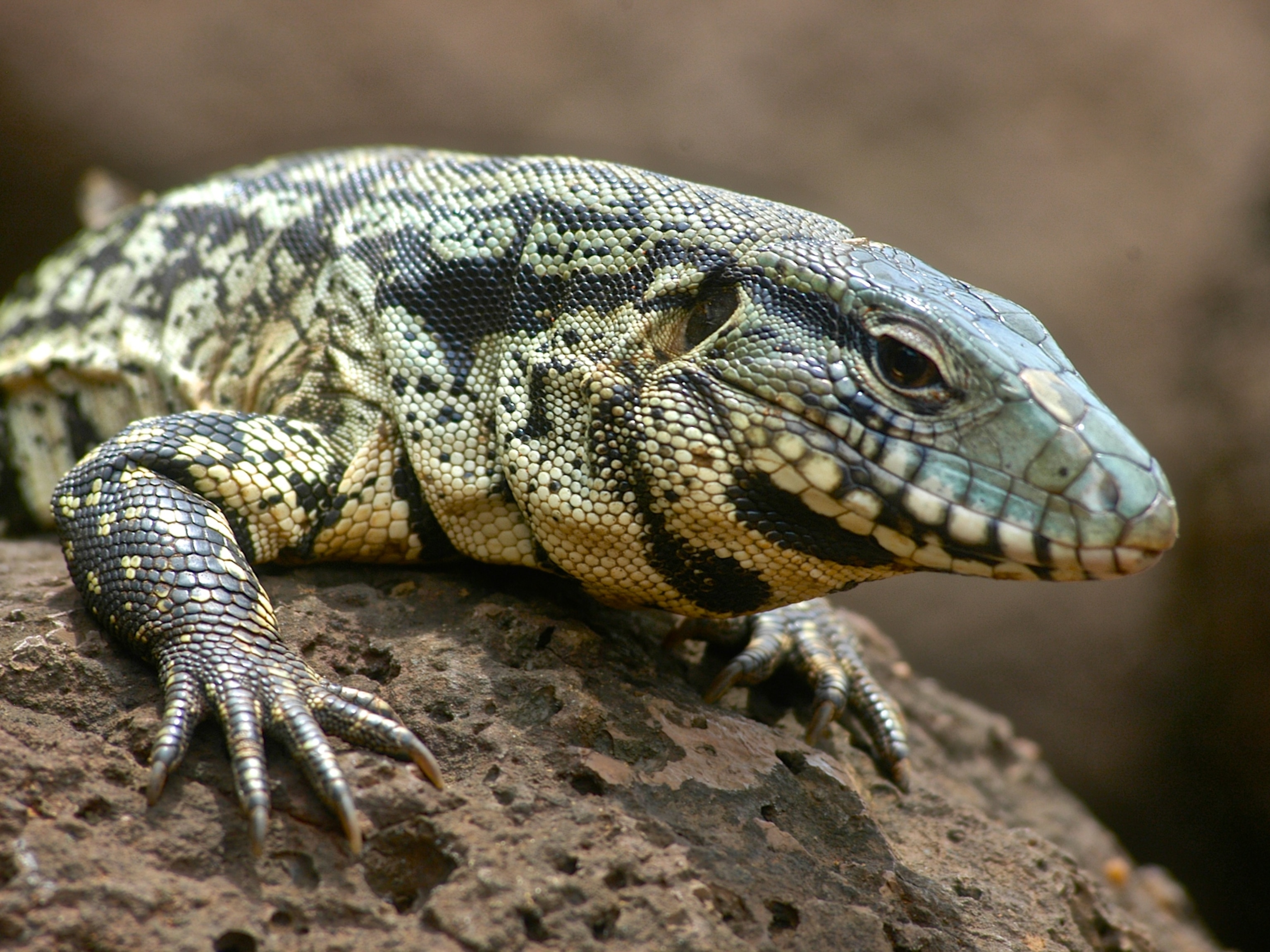 Detail Lizard Pic Nomer 6