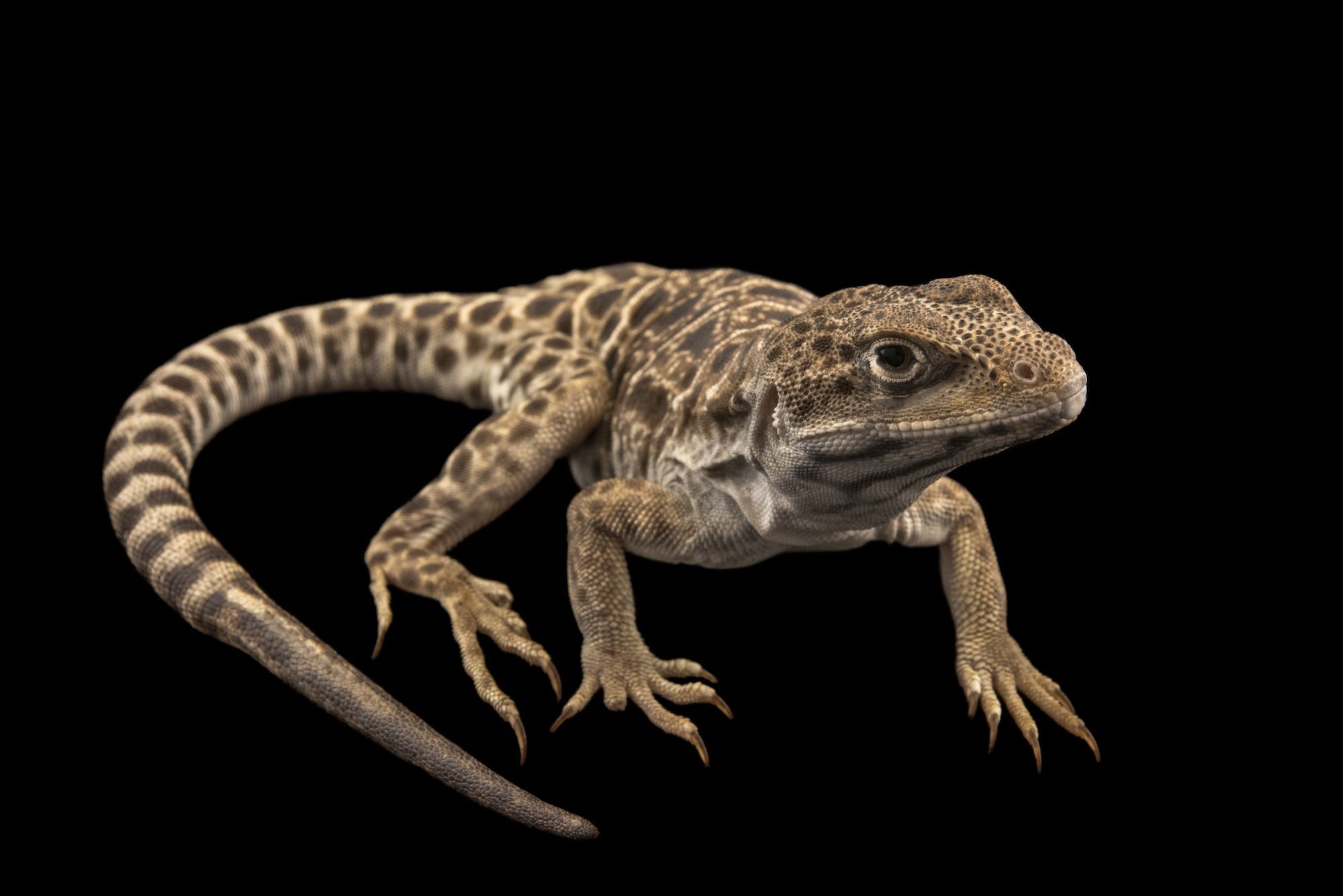 Detail Lizard Pic Nomer 7