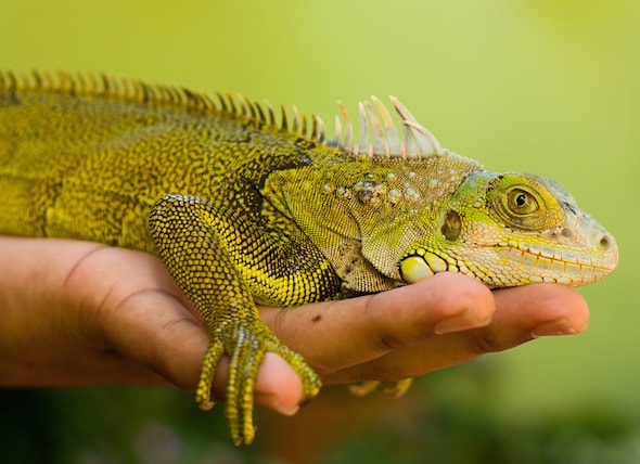 Detail Lizard Pic Nomer 8