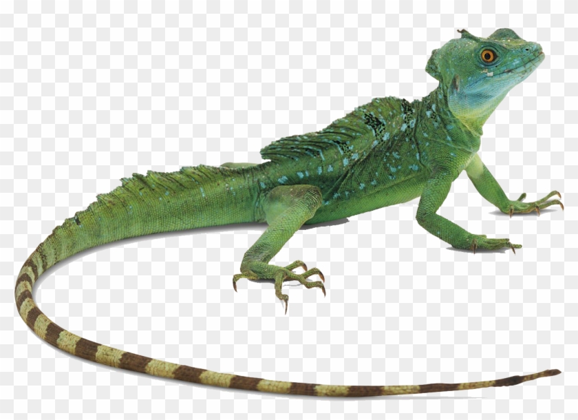 Detail Lizard Png Nomer 11