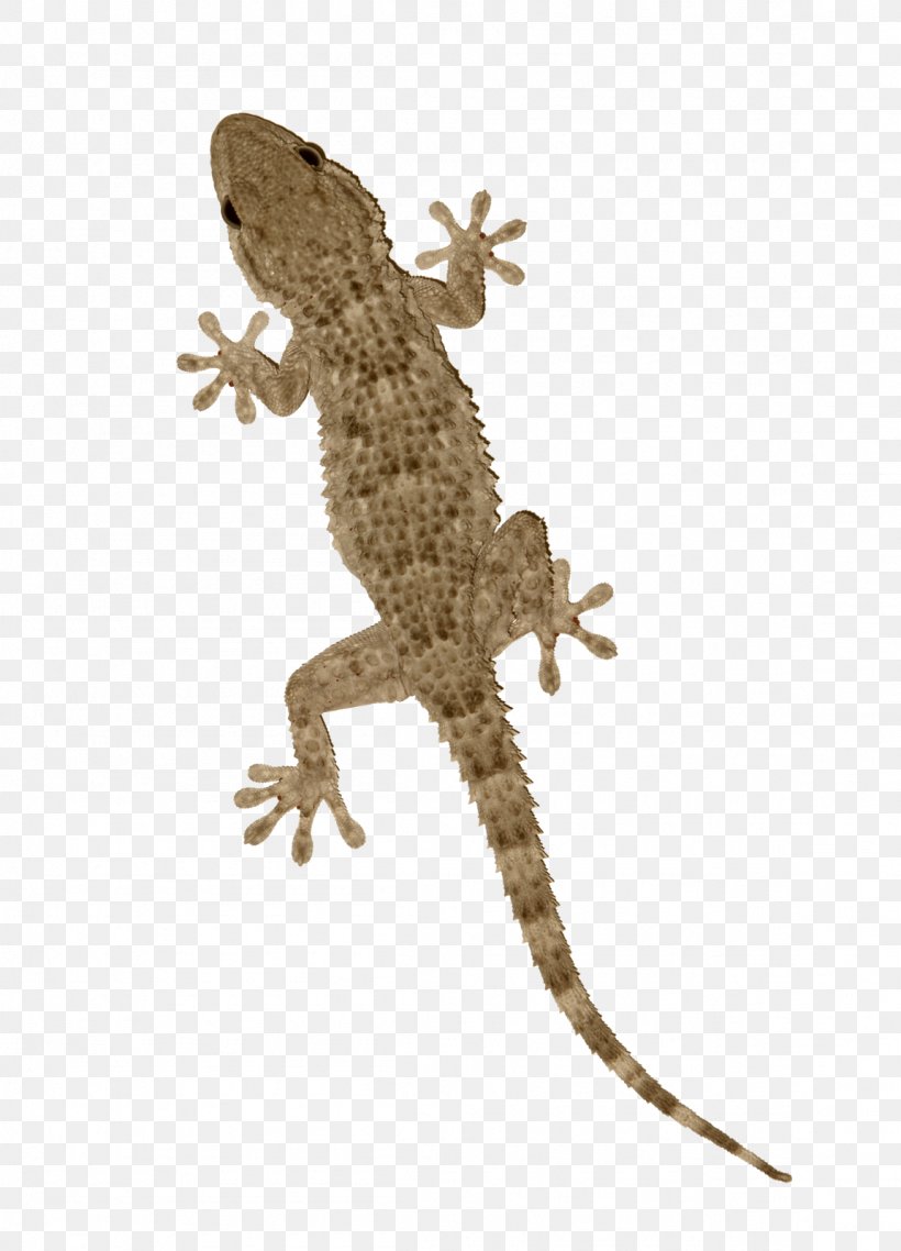 Detail Lizard Png Nomer 20