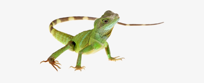 Detail Lizard Png Nomer 3