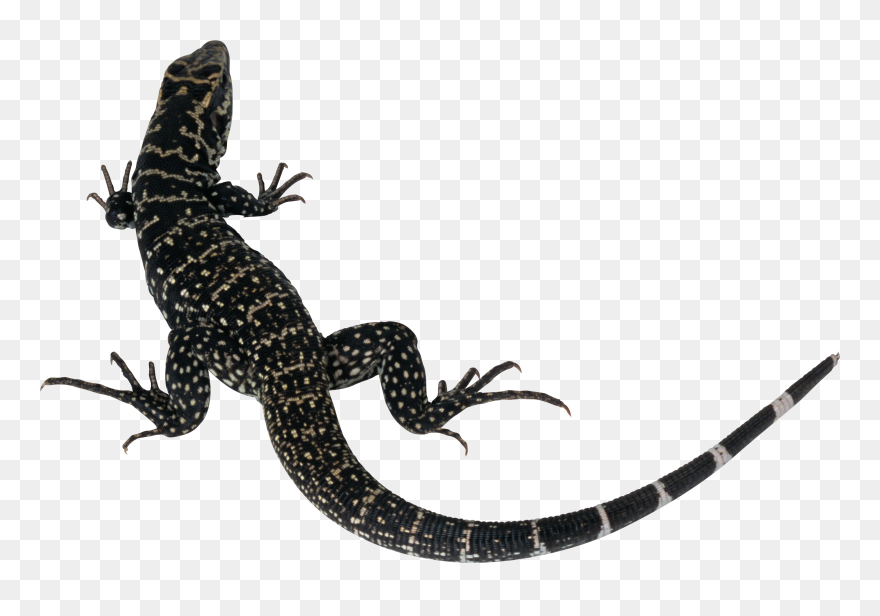 Detail Lizard Png Nomer 33