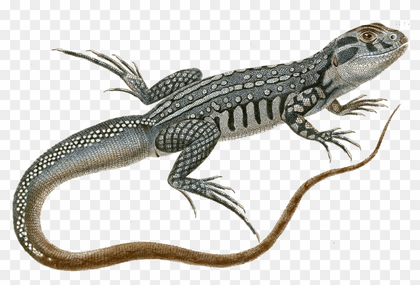 Detail Lizard Png Nomer 48