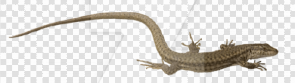 Detail Lizard Png Nomer 58