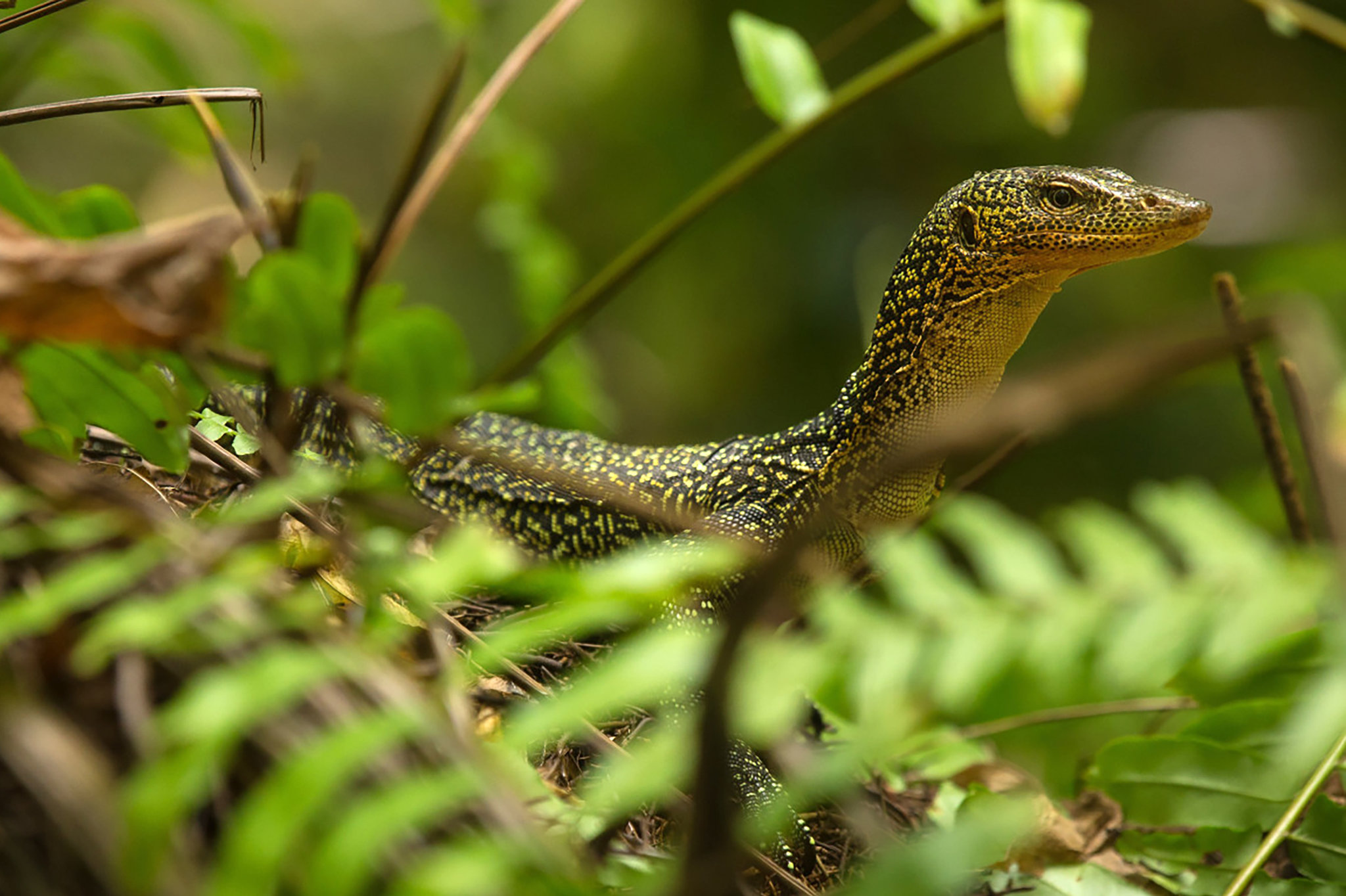 Detail Lizards Images Nomer 10