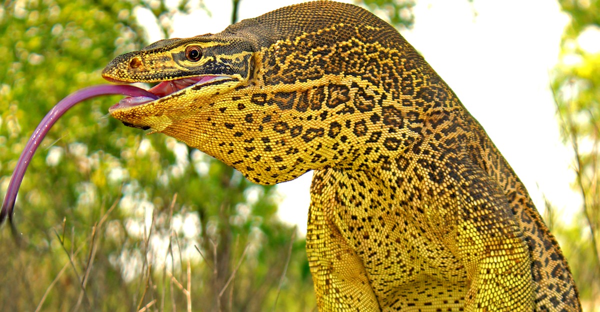 Detail Lizards Images Nomer 13