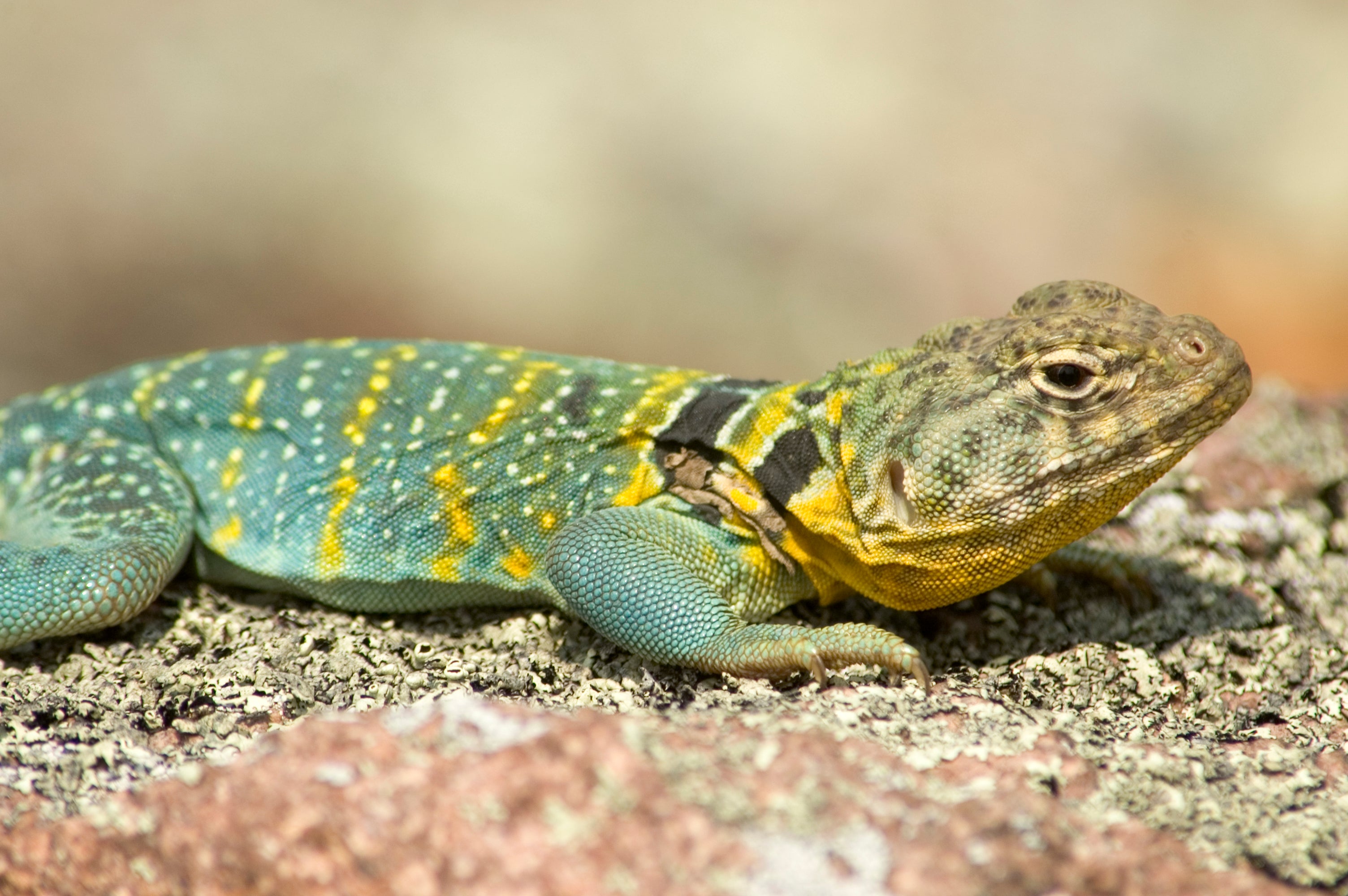 Detail Lizards Images Nomer 14