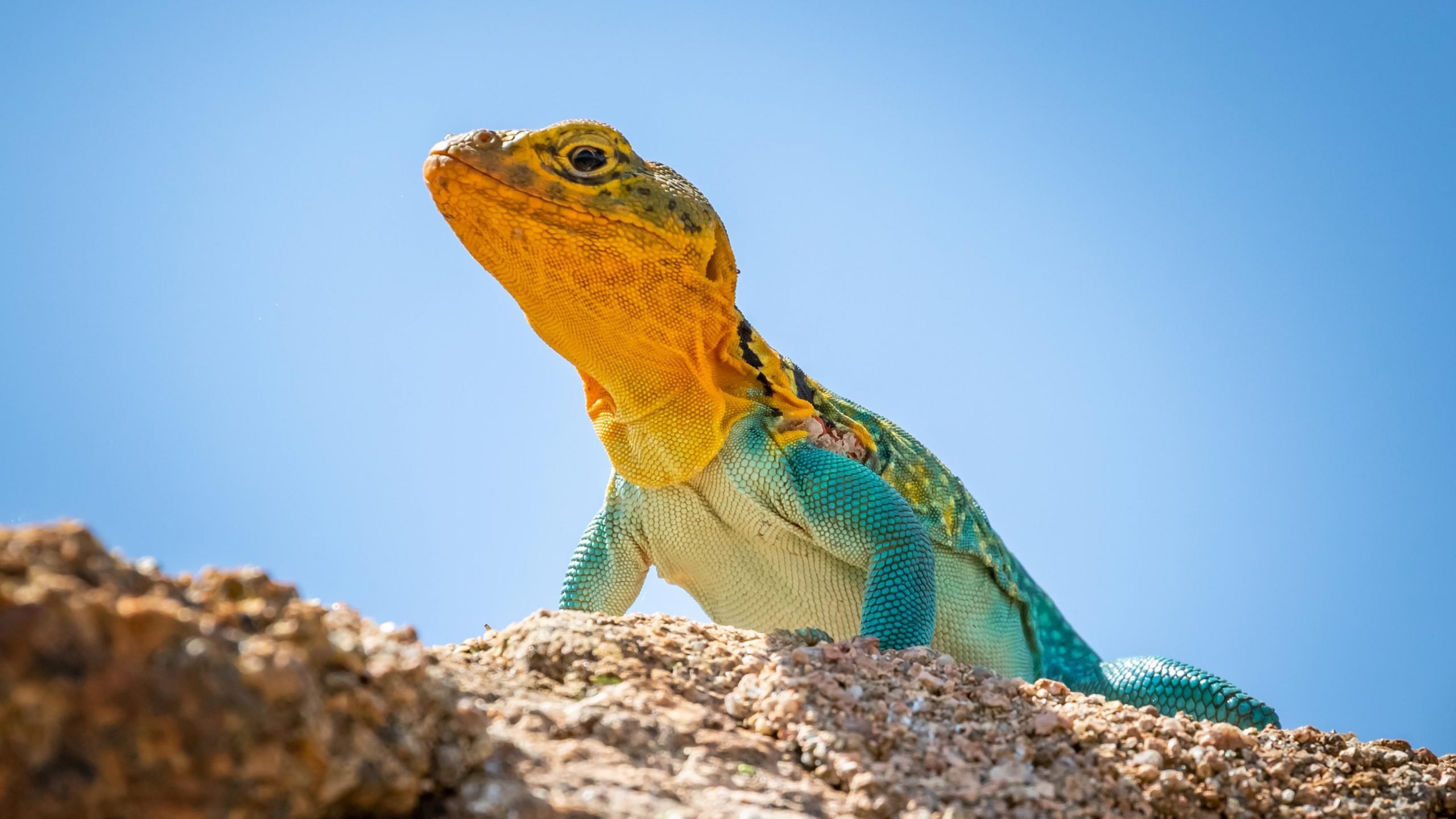 Detail Lizards Images Nomer 15