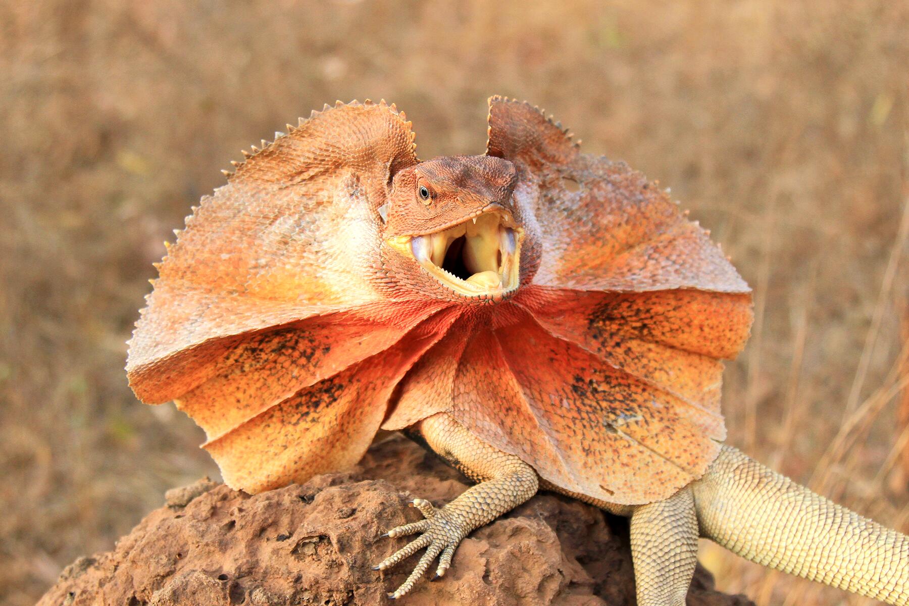 Detail Lizards Images Nomer 16
