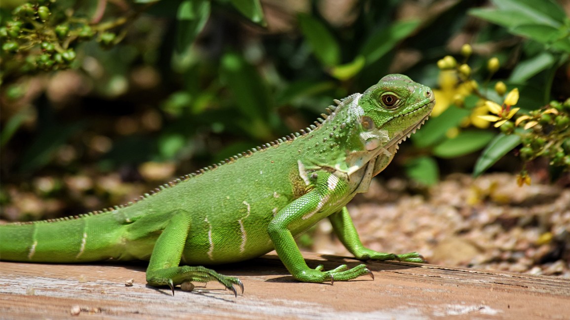 Detail Lizards Images Nomer 2