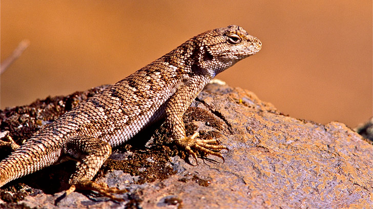 Detail Lizards Images Nomer 21