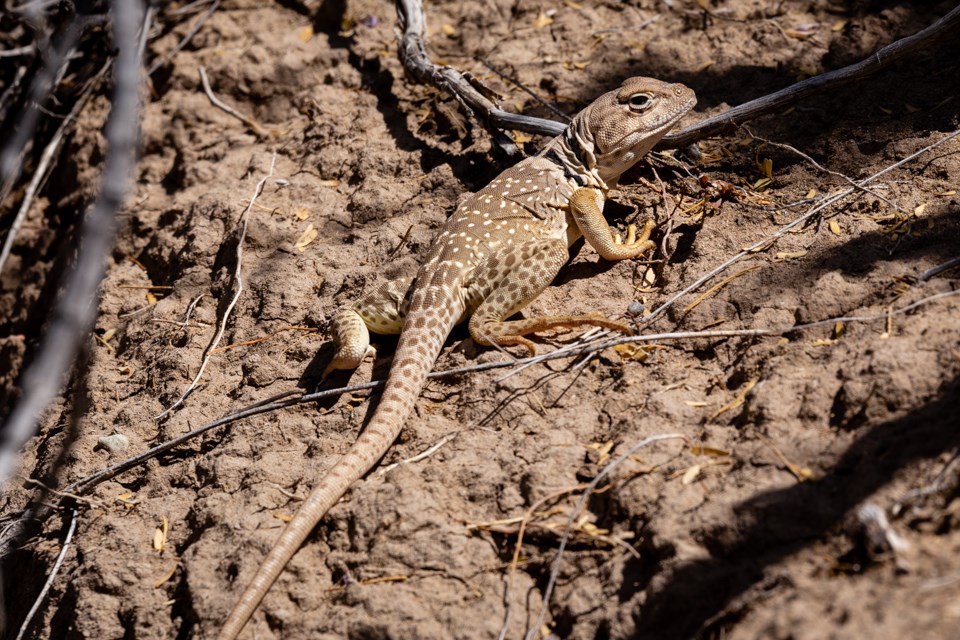 Detail Lizards Images Nomer 22
