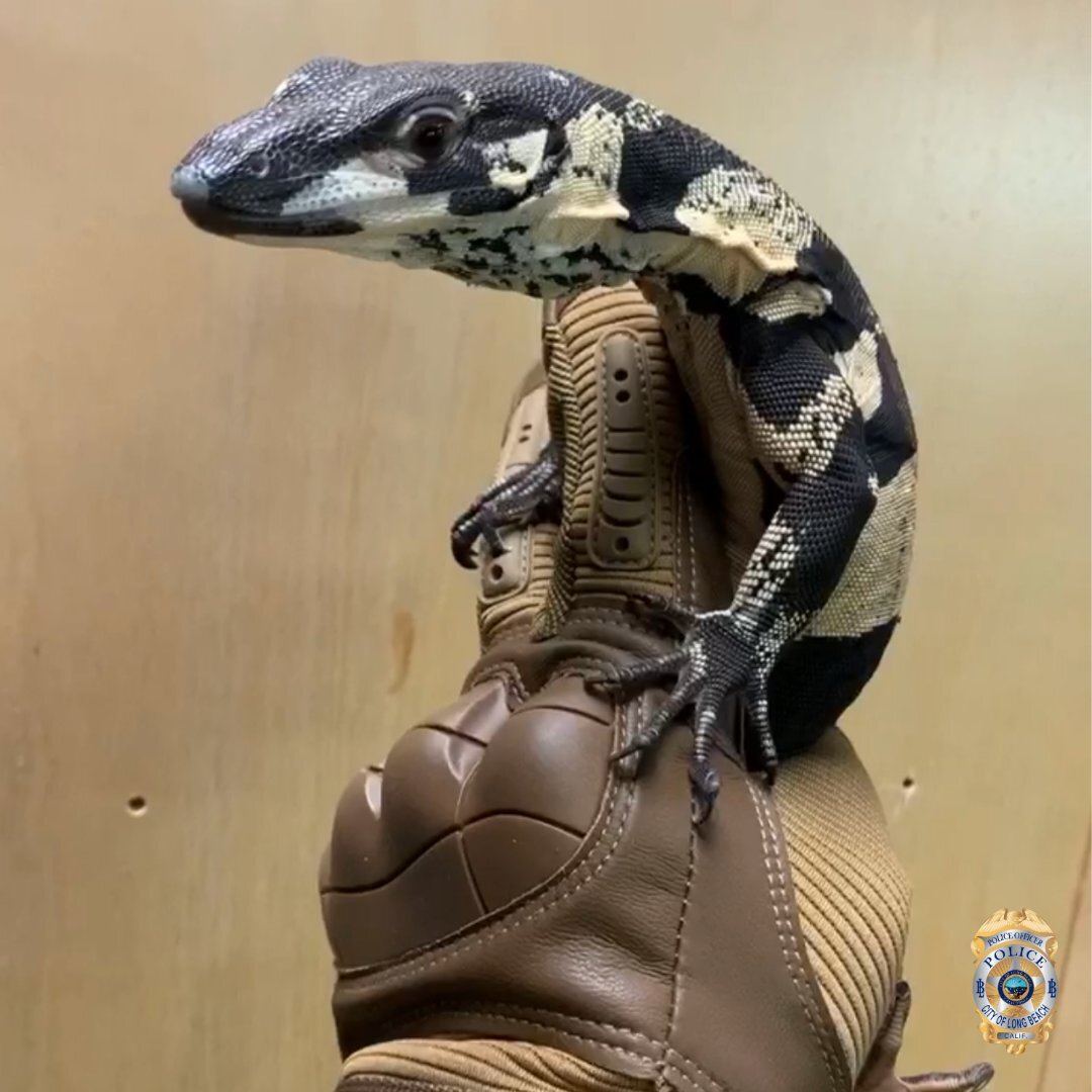 Detail Lizards Images Nomer 24