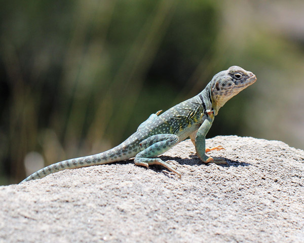 Detail Lizards Images Nomer 25