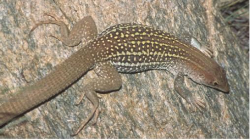Detail Lizards Images Nomer 27
