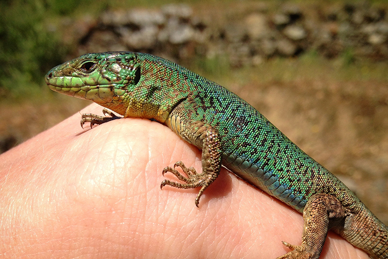 Detail Lizards Images Nomer 28