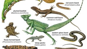 Detail Lizards Images Nomer 29
