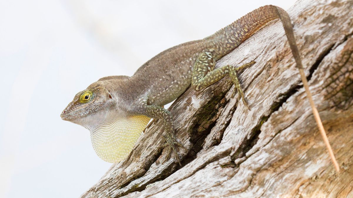 Detail Lizards Images Nomer 30