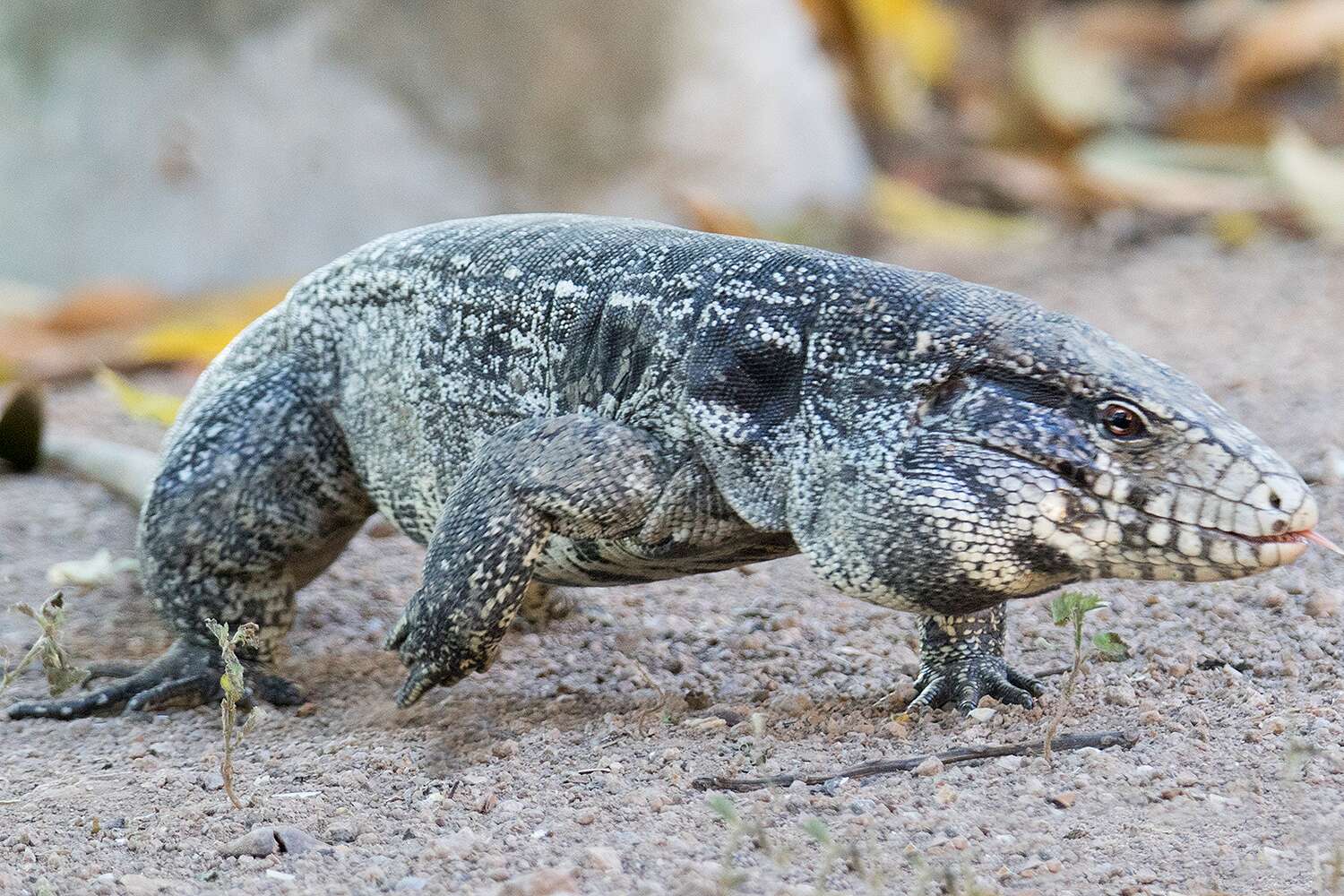 Detail Lizards Images Nomer 33