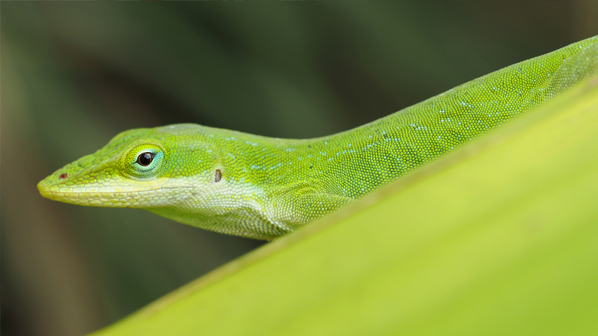 Detail Lizards Images Nomer 37
