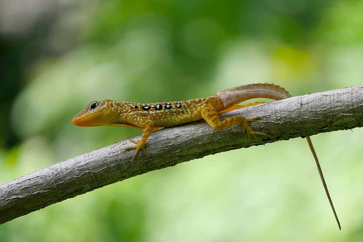 Detail Lizards Images Nomer 41
