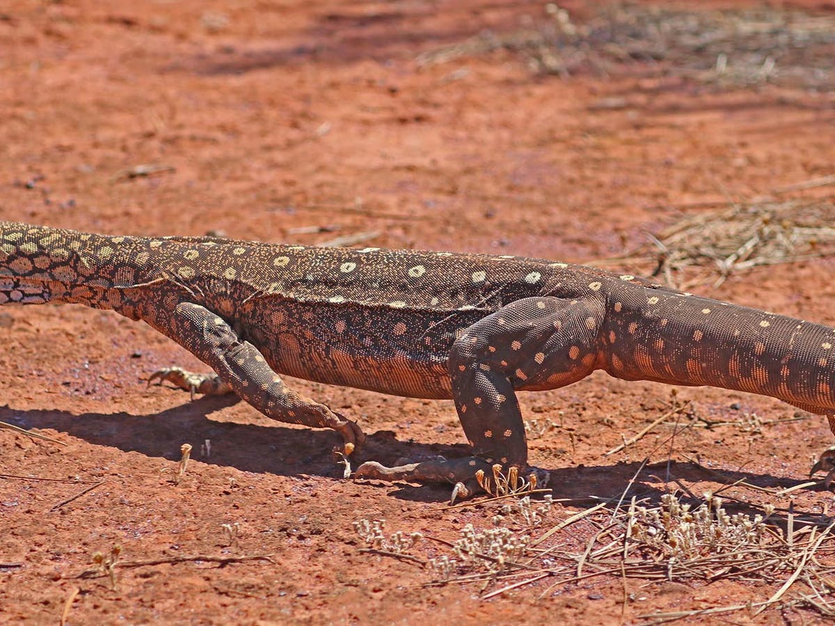 Detail Lizards Images Nomer 42