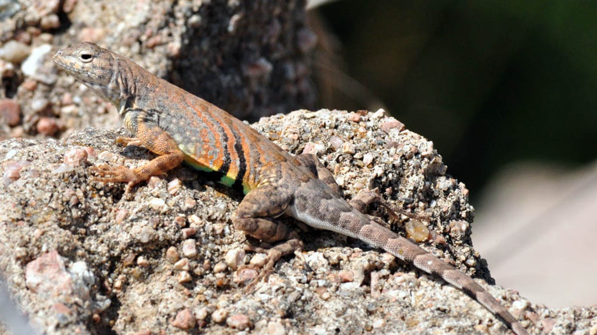 Detail Lizards Images Nomer 43