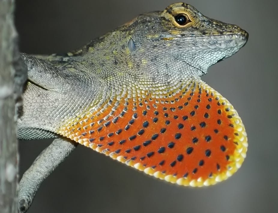 Detail Lizards Images Nomer 44