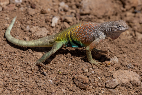 Detail Lizards Images Nomer 50