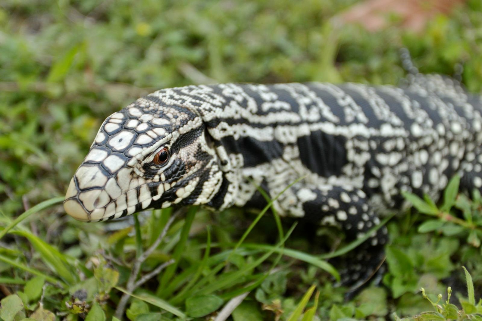 Detail Lizards Images Nomer 51