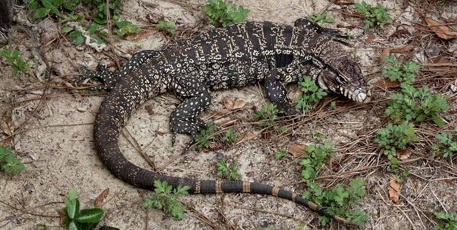 Detail Lizards Images Nomer 52