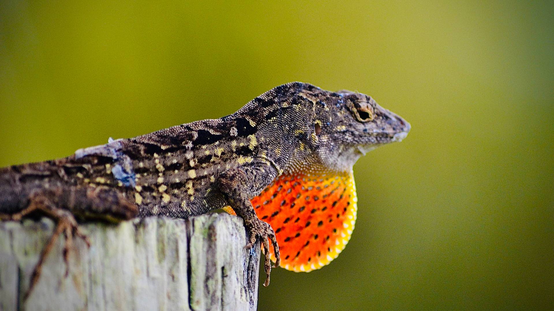 Detail Lizards Images Nomer 53