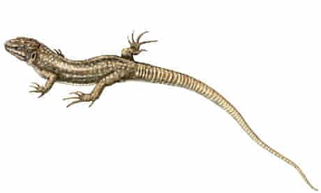 Detail Lizards Images Nomer 54