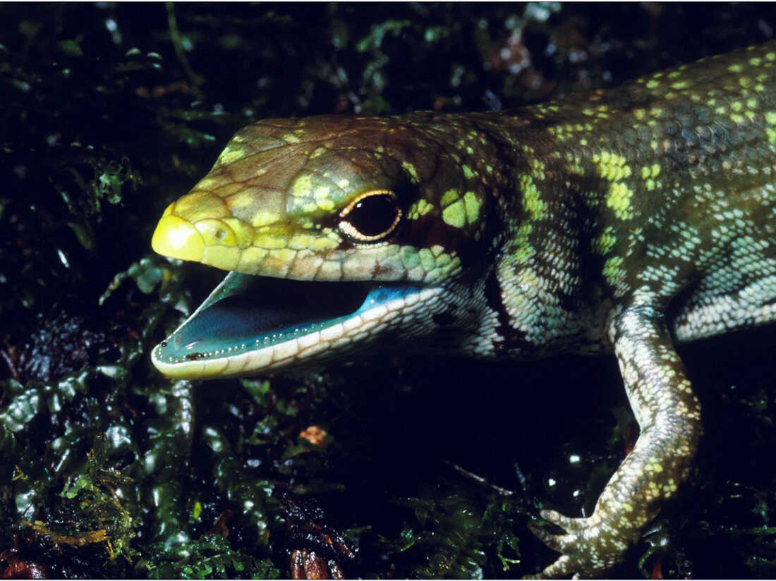 Detail Lizards Images Nomer 55