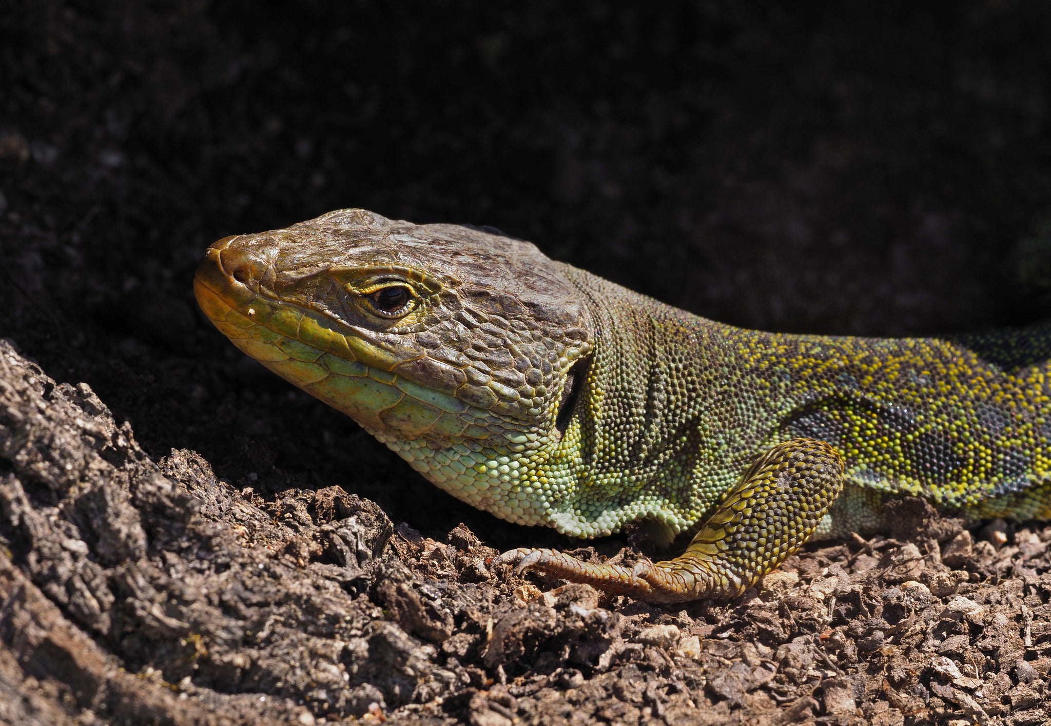 Detail Lizards Images Nomer 8